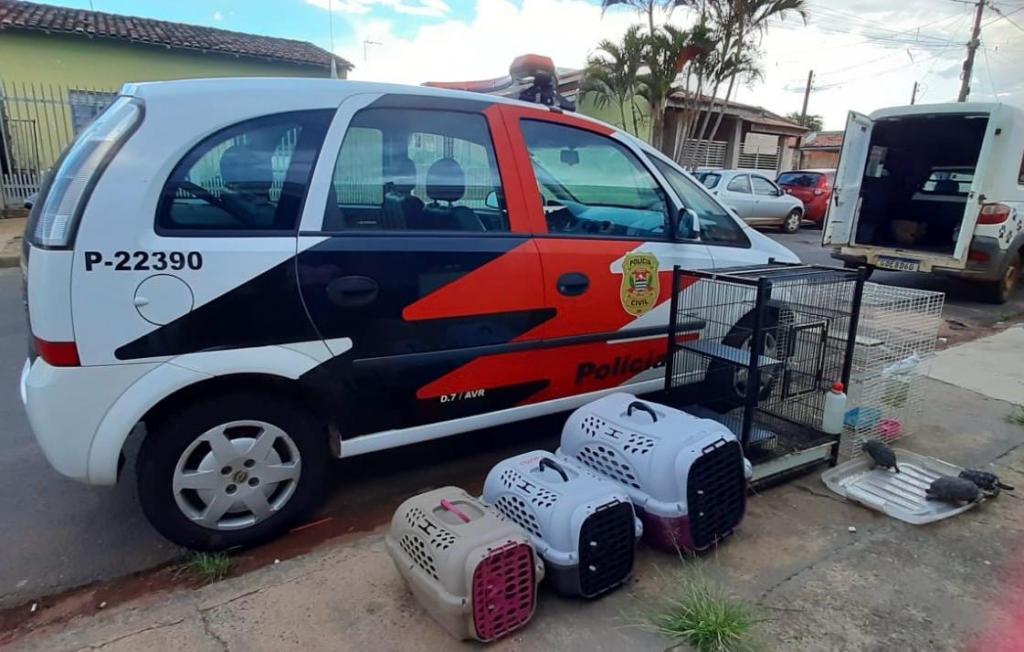 OPERAÇÃO RESGATA 17 ANIMAIS EM SITUAÇÃO DE MAUS-TRATOS EM&nbsp;AVARÉ