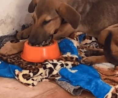 ONG ARCA DE NOÉ FAZ RESGATE DE ANIMAL EM ESTADO DE MAUS&nbsp;TRATOS