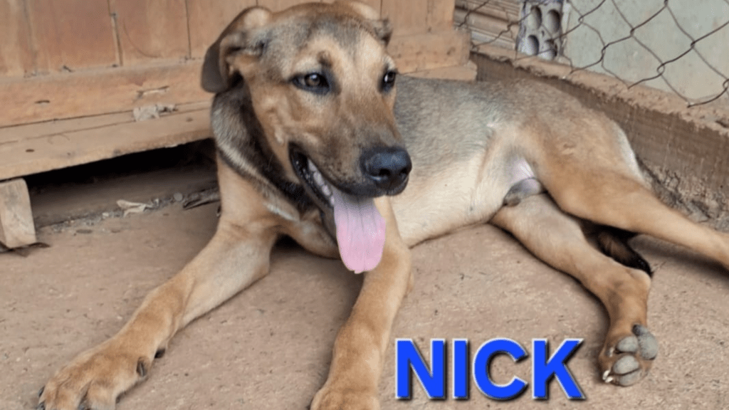 NICK: O CACHORRO RESGATADO QUE AGORA ESPERA POR UM LAR&nbsp;AMOROSO